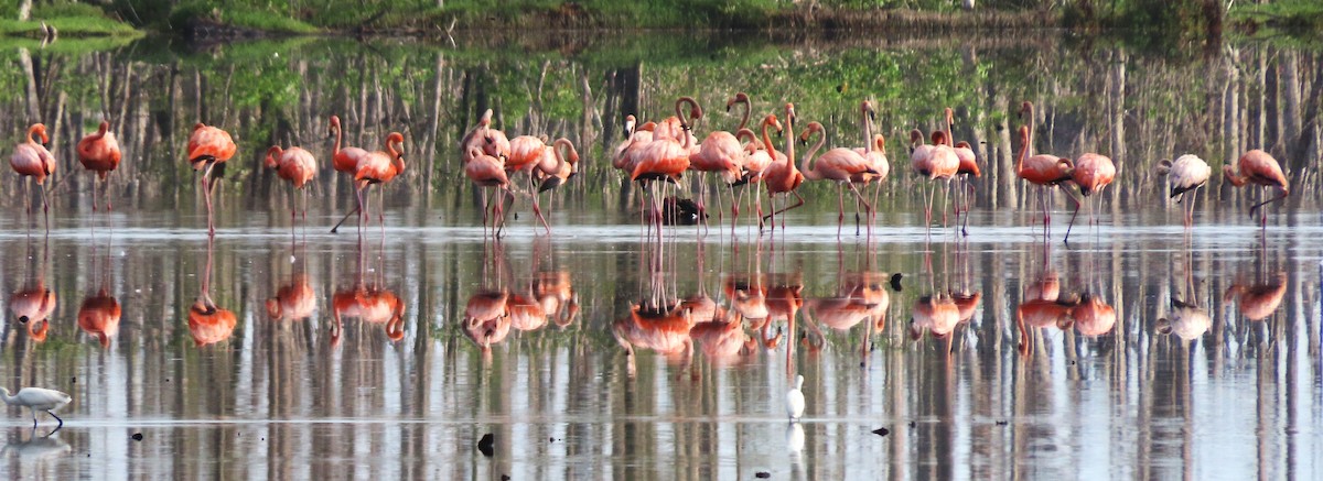 American Flamingo - Rick Jacobsen