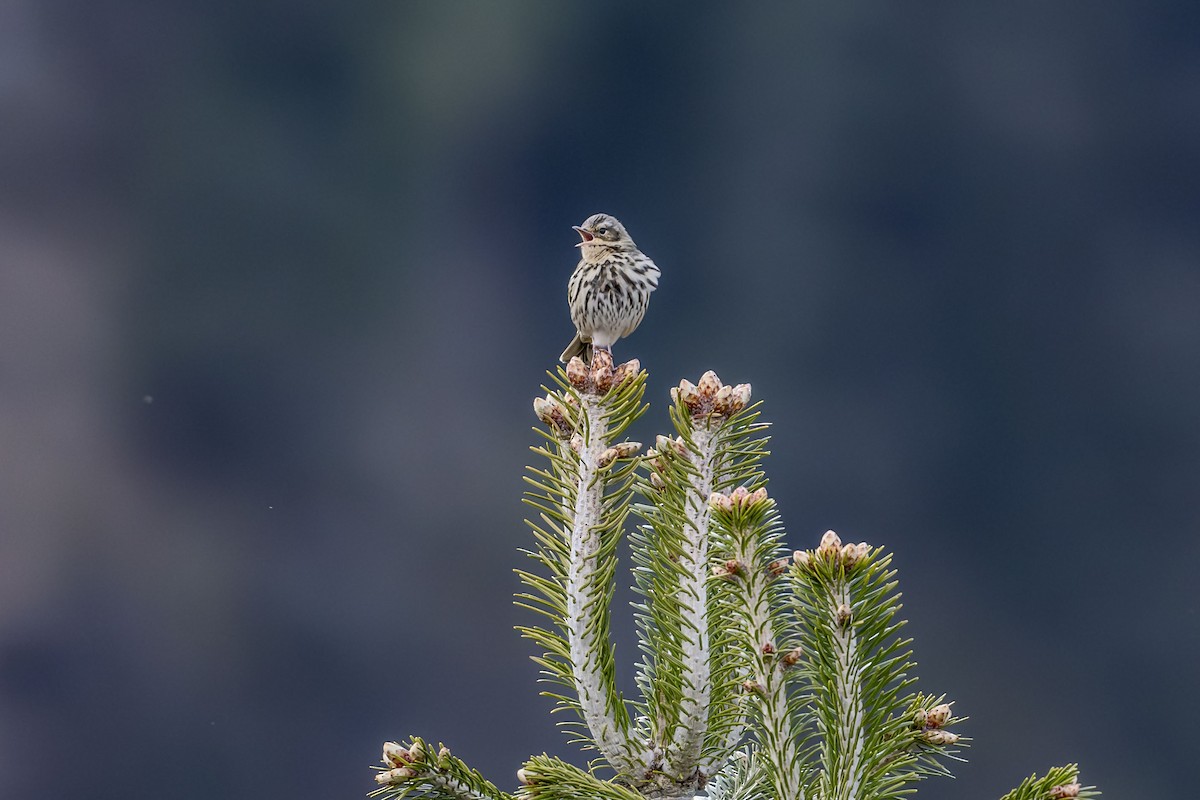 Olive-backed Pipit - ML618813980
