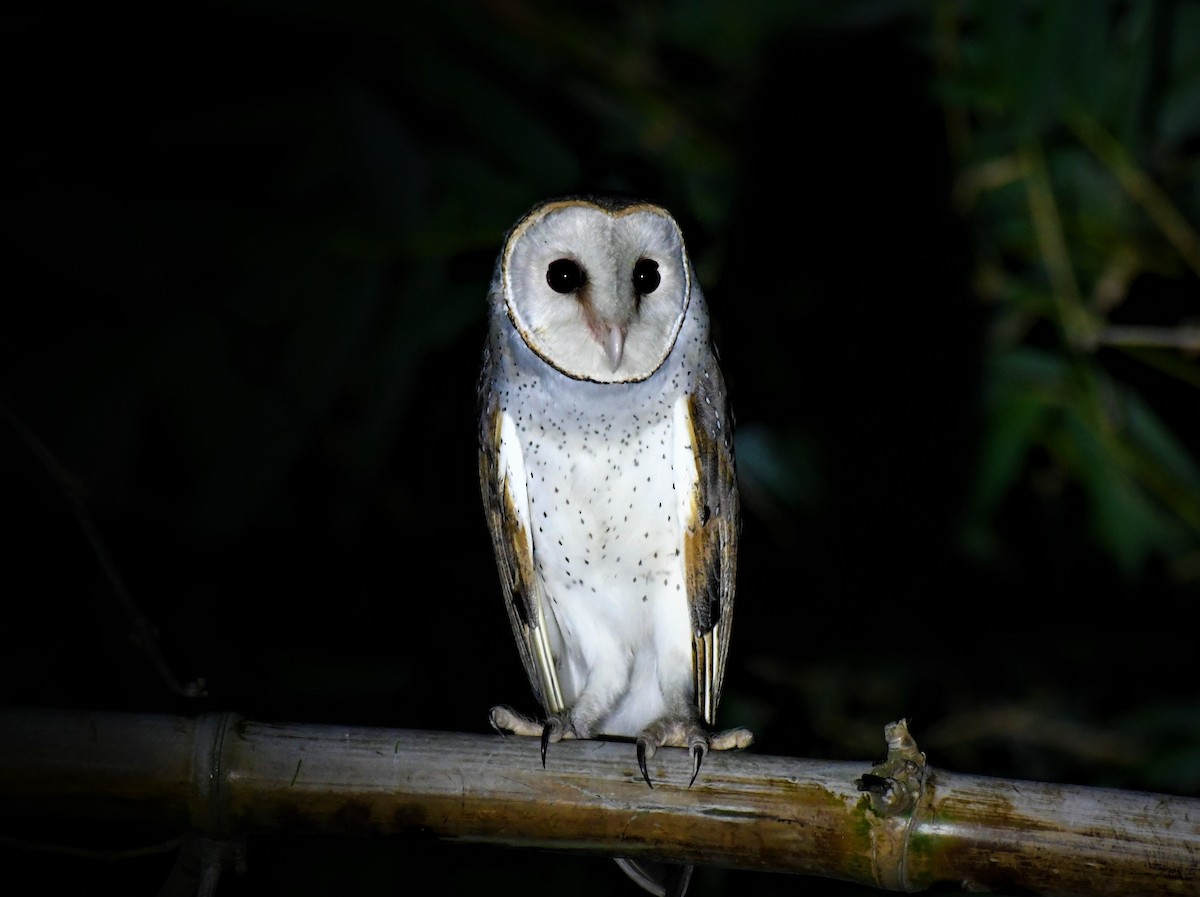 Barn Owl - Baharuddin Sk