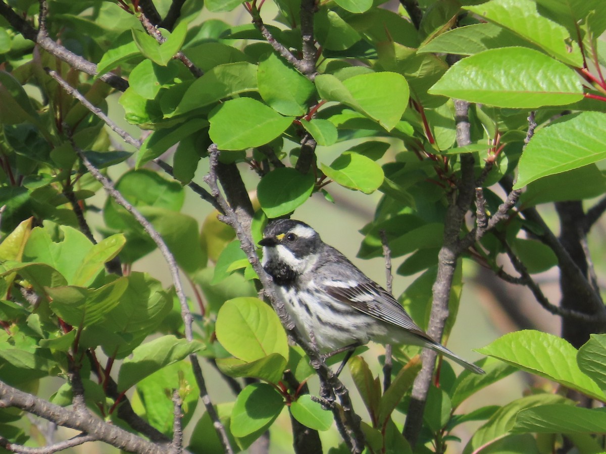 Black-throated Gray Warbler - ML618814017