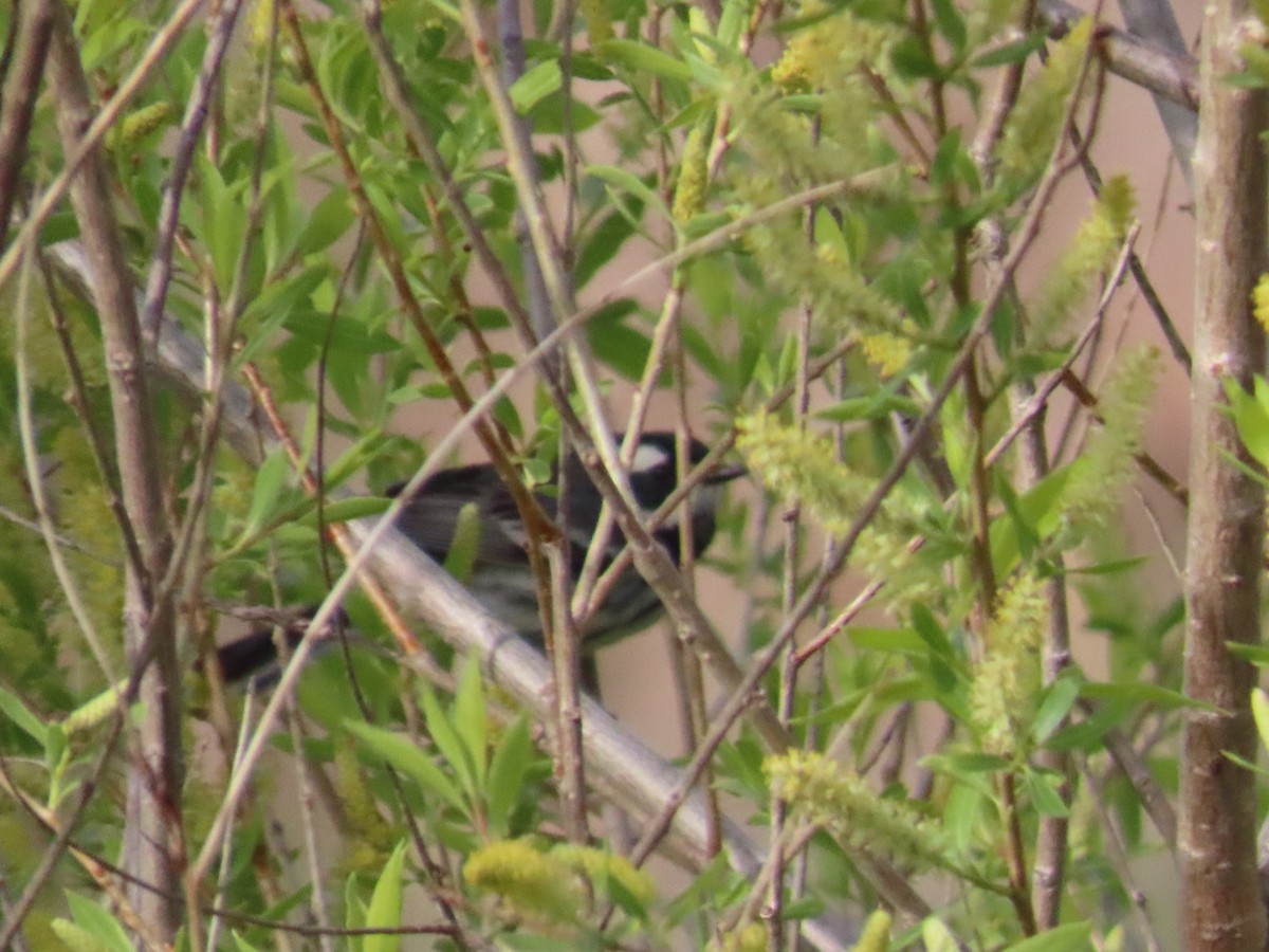 Black-throated Gray Warbler - Edward Raynor