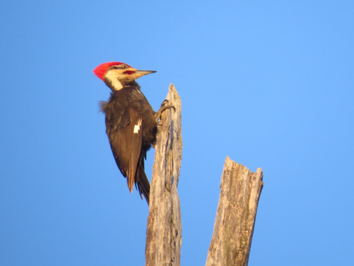 Pileated Woodpecker - Steve Sobocinski