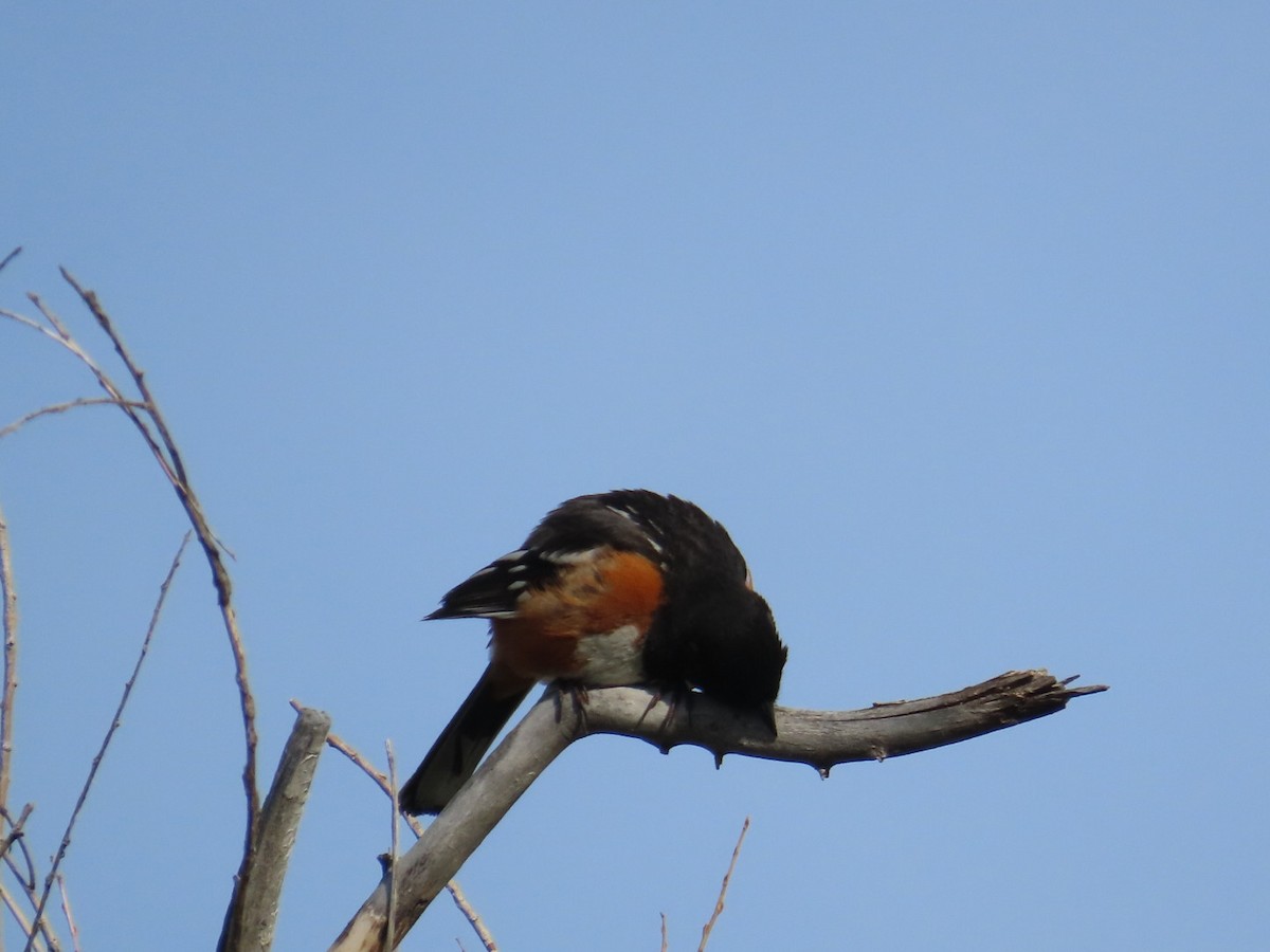 Spotted Towhee - ML618814025