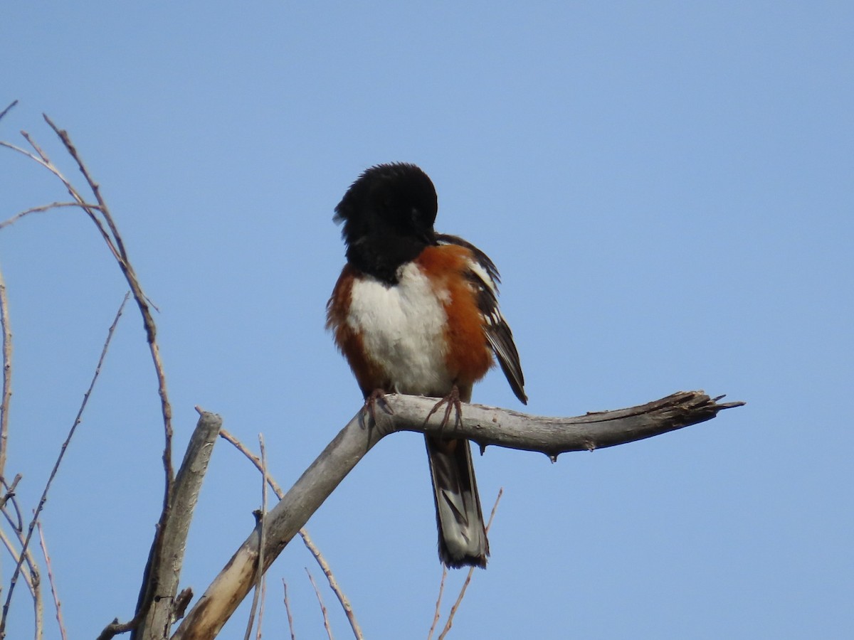 Spotted Towhee - ML618814026