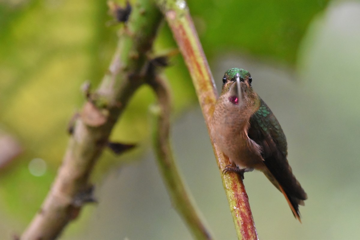 kolibřík hnědobřichý - ML618814036