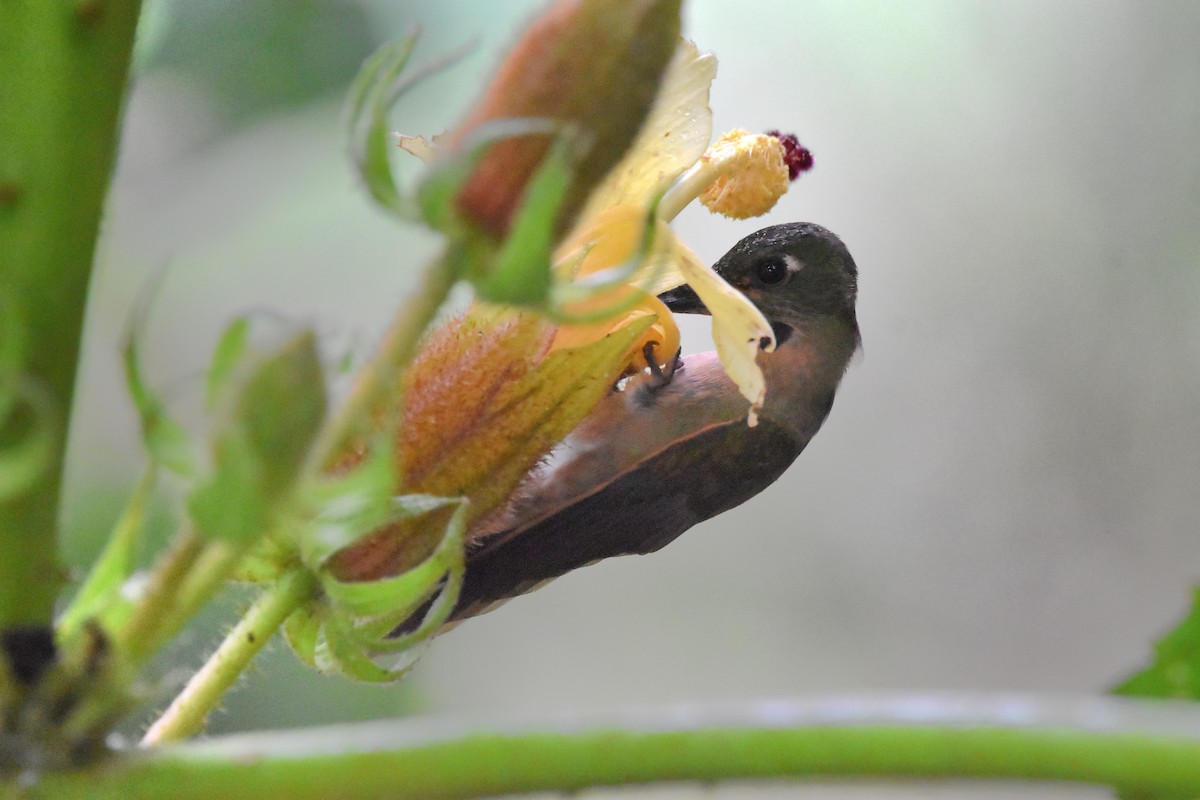 kolibřík hnědobřichý - ML618814037