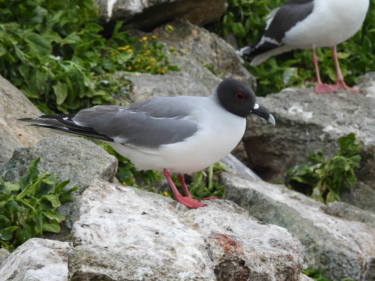 Swallow-tailed Gull - ML618814057