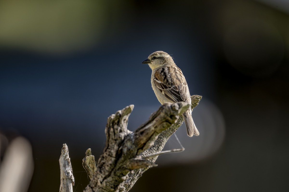 Russet Sparrow - Vivek Saggar