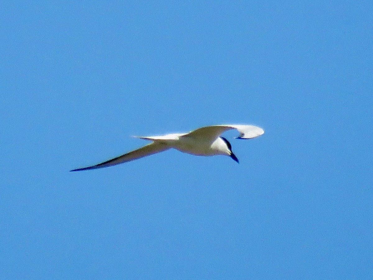 Gull-billed Tern - ML618814107