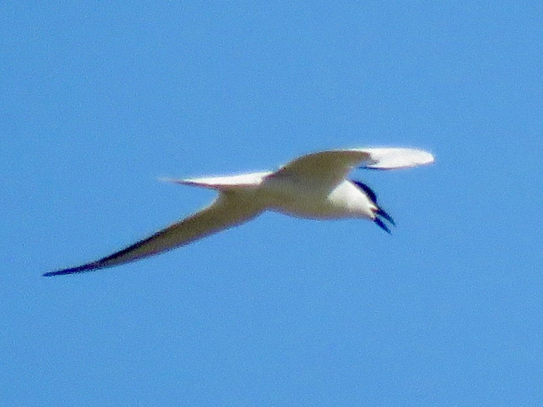 Gull-billed Tern - ML618814108