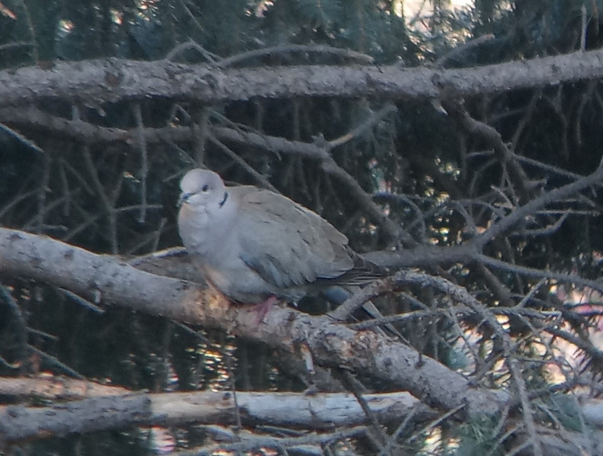 Eurasian Collared-Dove - Kerah Braham