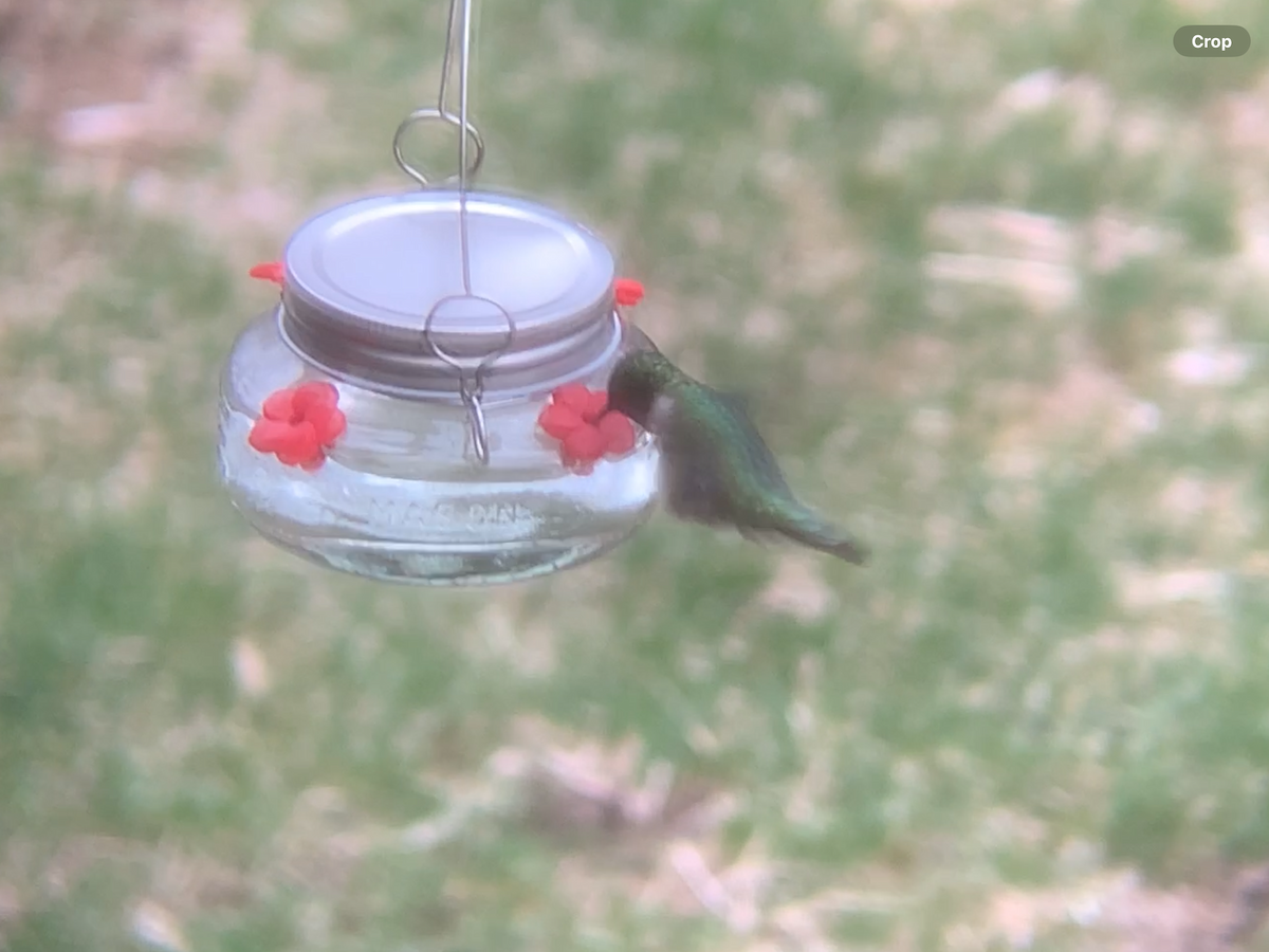 Ruby-throated Hummingbird - ML618814128