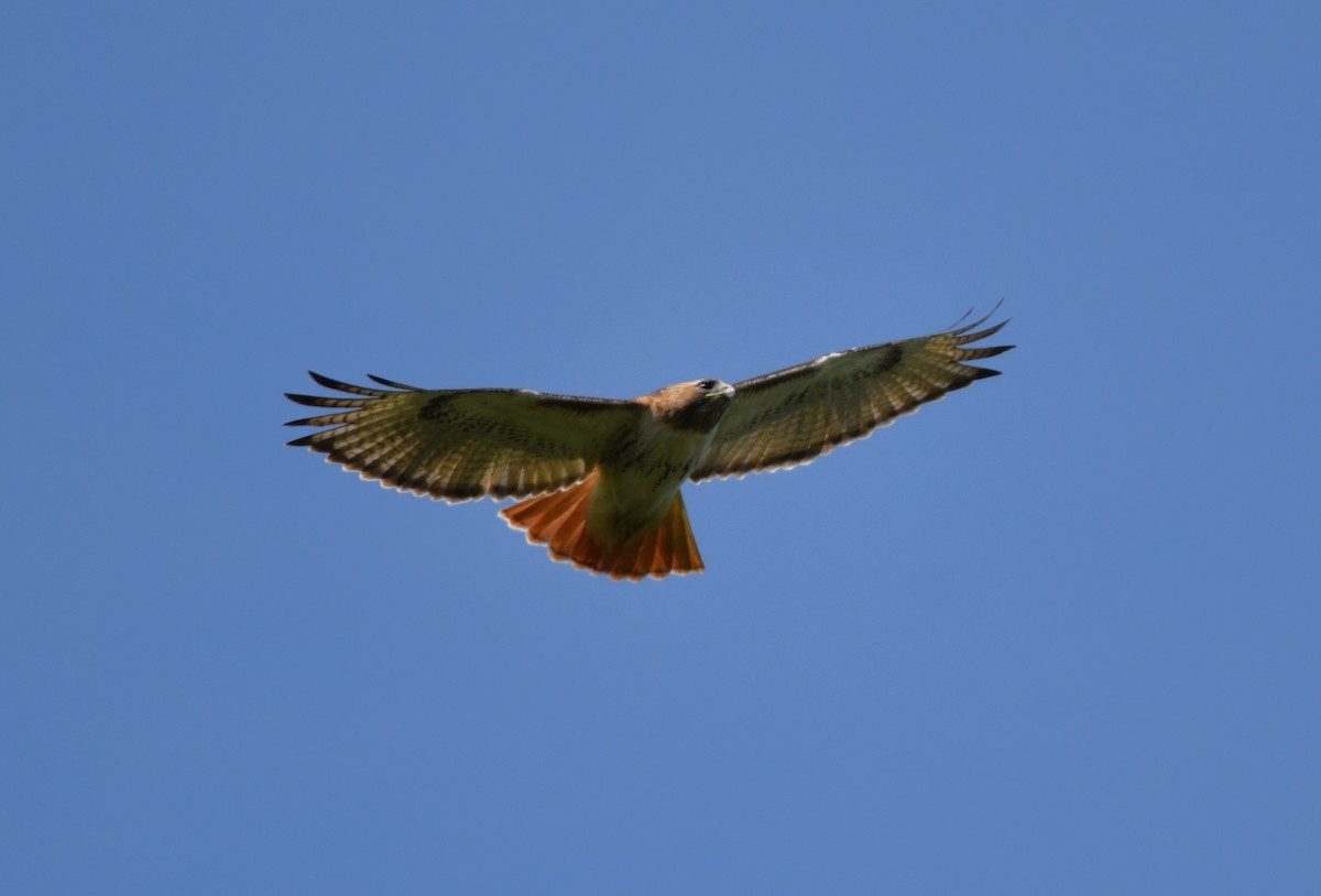 Red-tailed Hawk - ML618814180