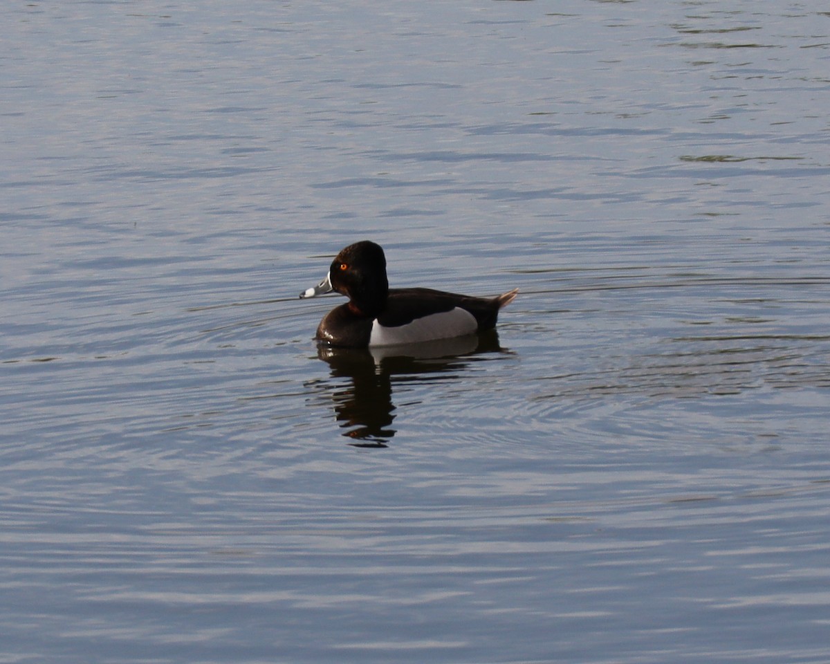 Ring-necked Duck - Stacey Bissell