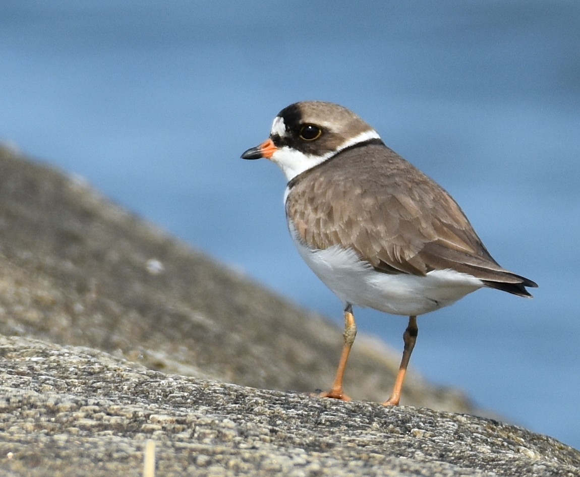 Semipalmated Plover - ML618814203