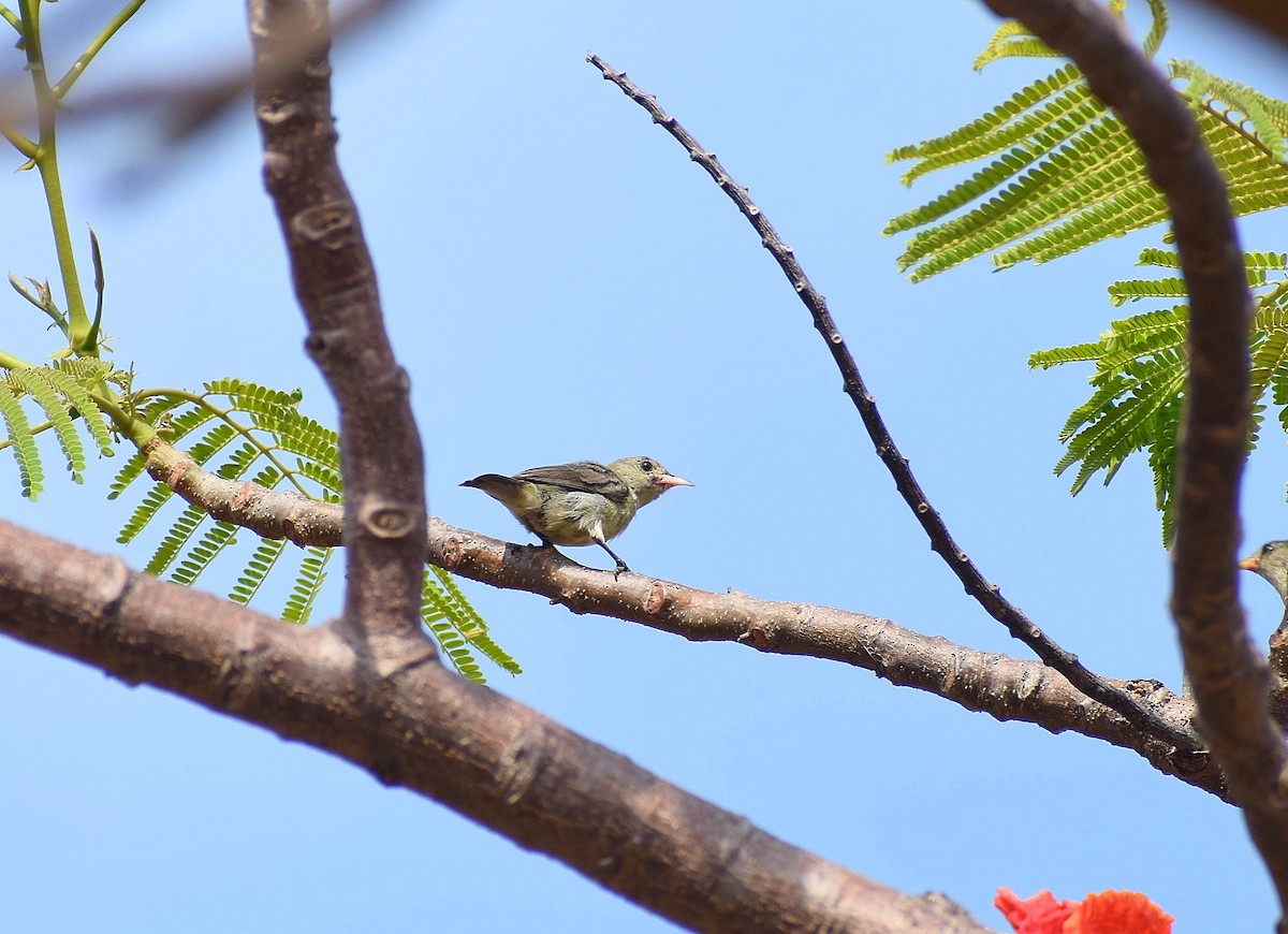 Pale-billed Flowerpecker - Anand Birdlife