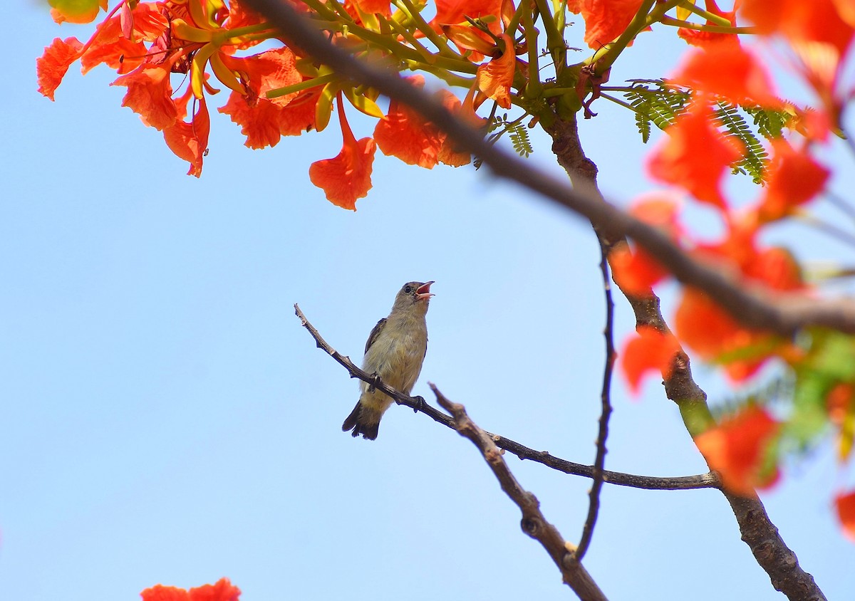 Pale-billed Flowerpecker - Anand Birdlife