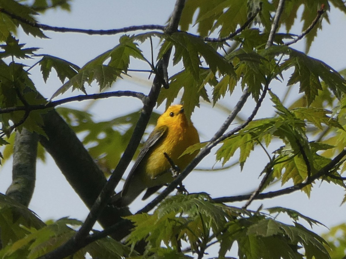 Prothonotary Warbler - ML618814243