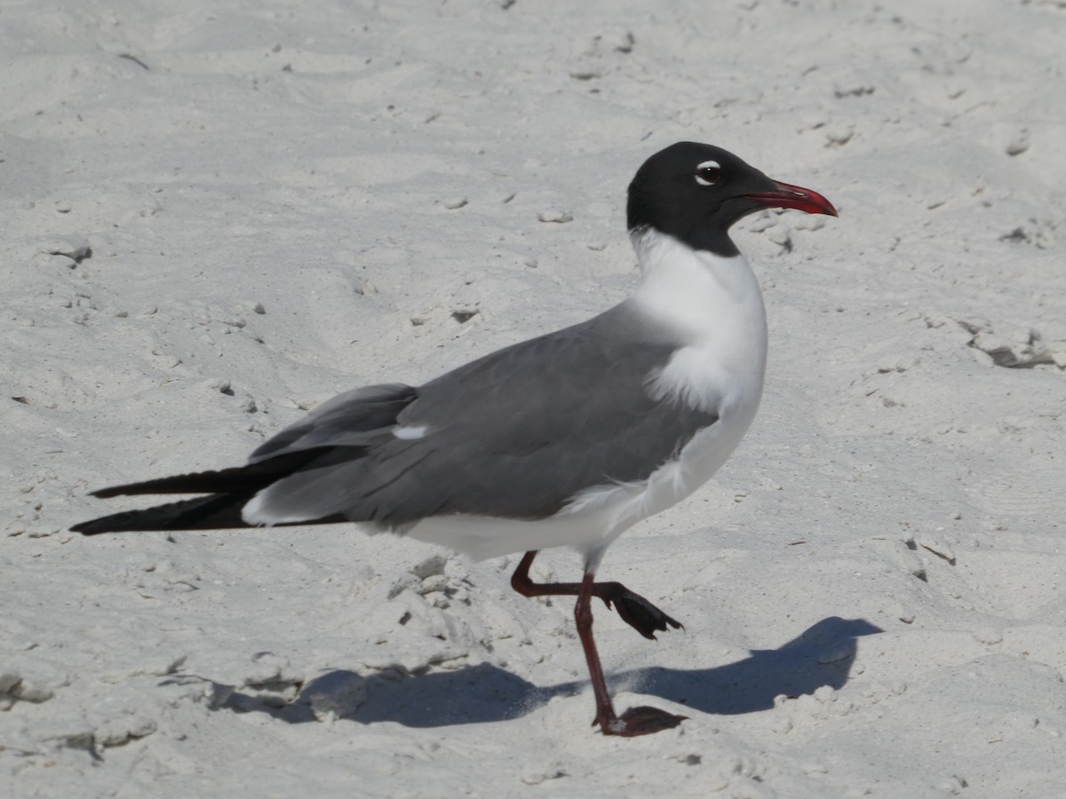 Laughing Gull - Thomas Ouchterlony