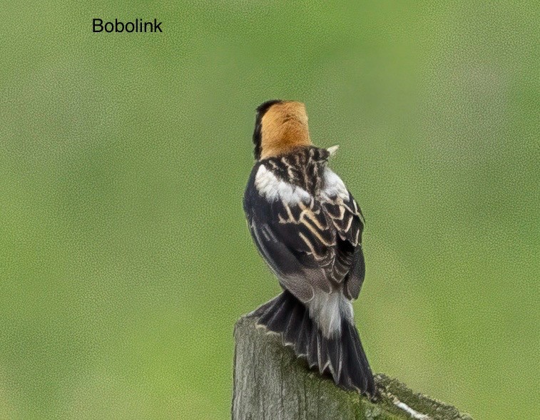 Bobolink - ML618814306