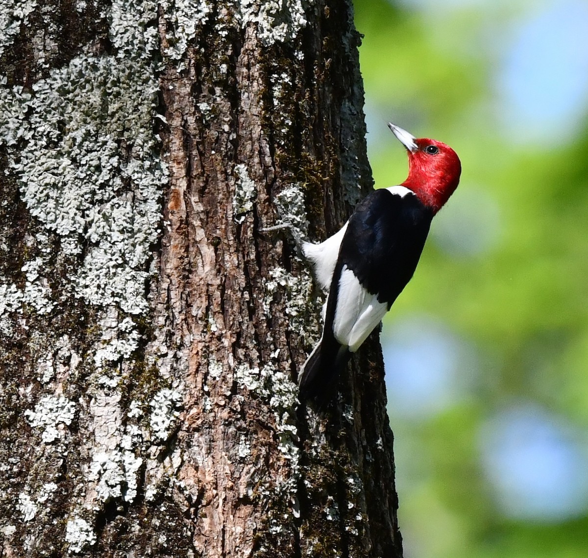 Red-headed Woodpecker - ML618814314