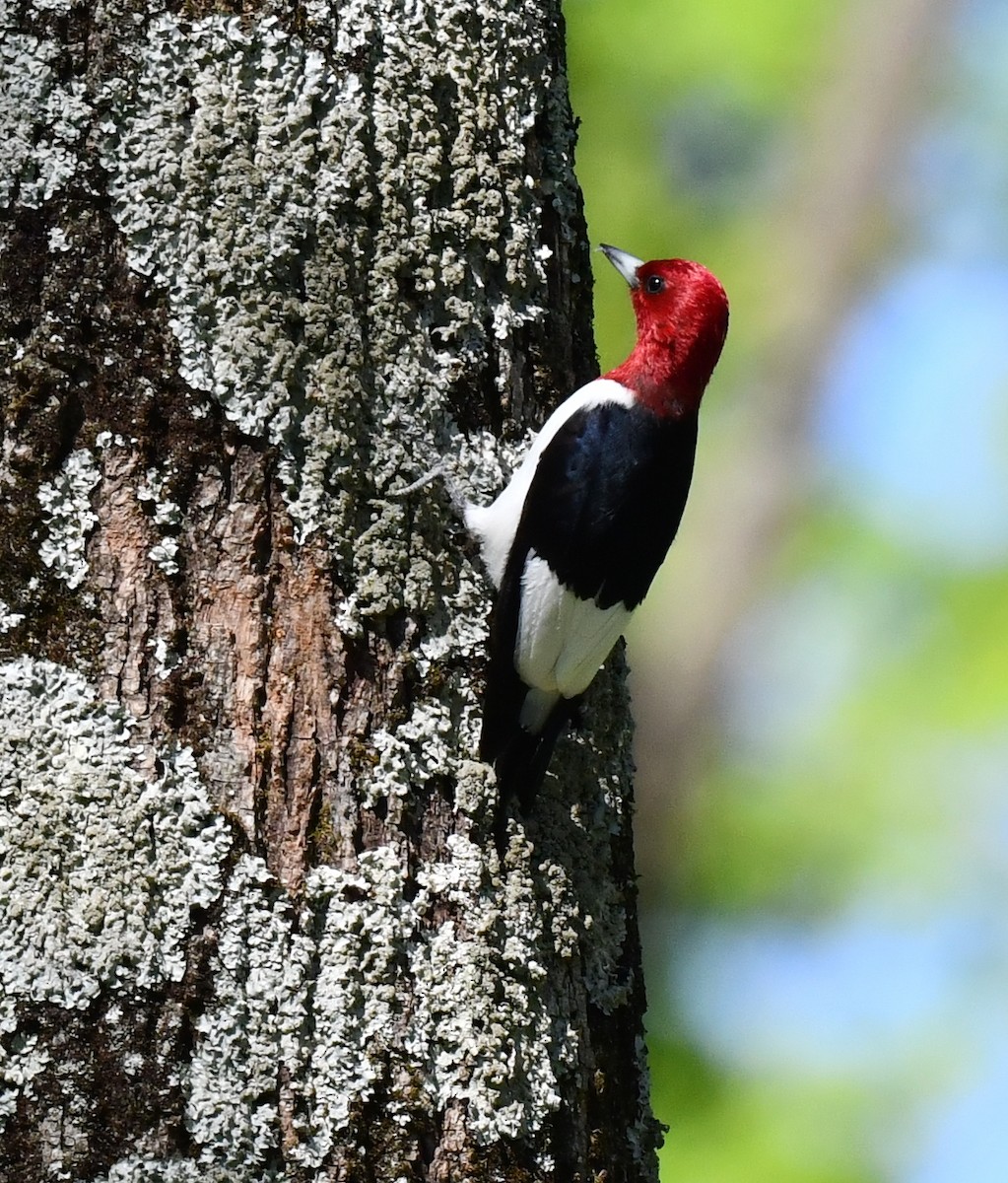Red-headed Woodpecker - ML618814316