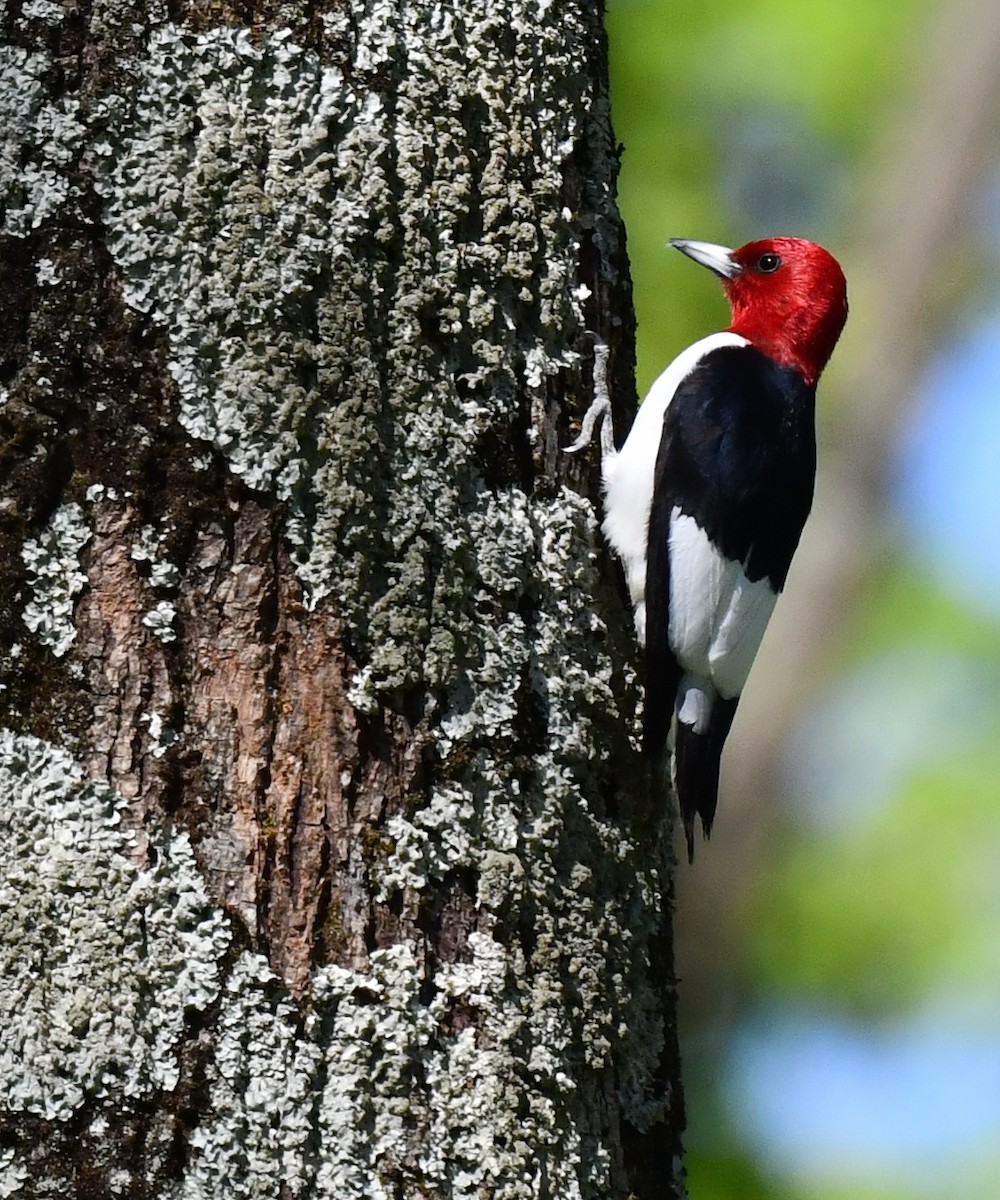 Red-headed Woodpecker - ML618814324