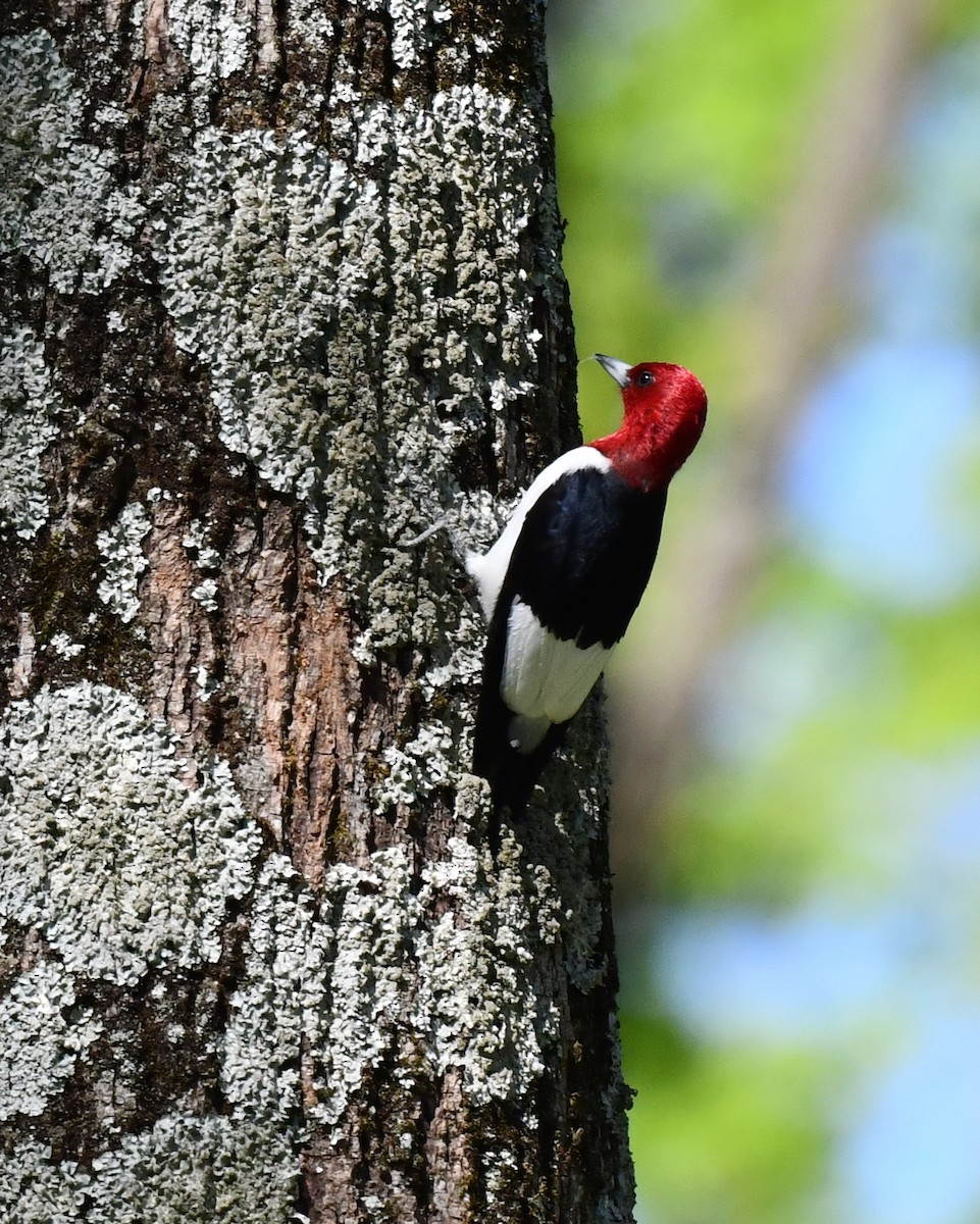 Red-headed Woodpecker - ML618814325