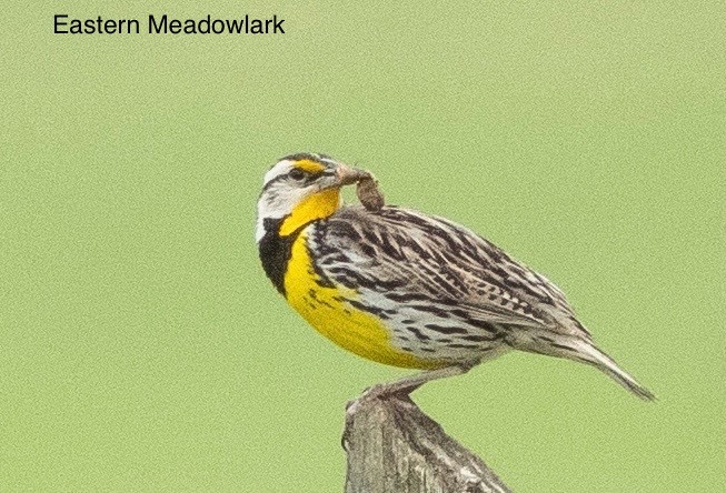 Eastern Meadowlark - ML618814351