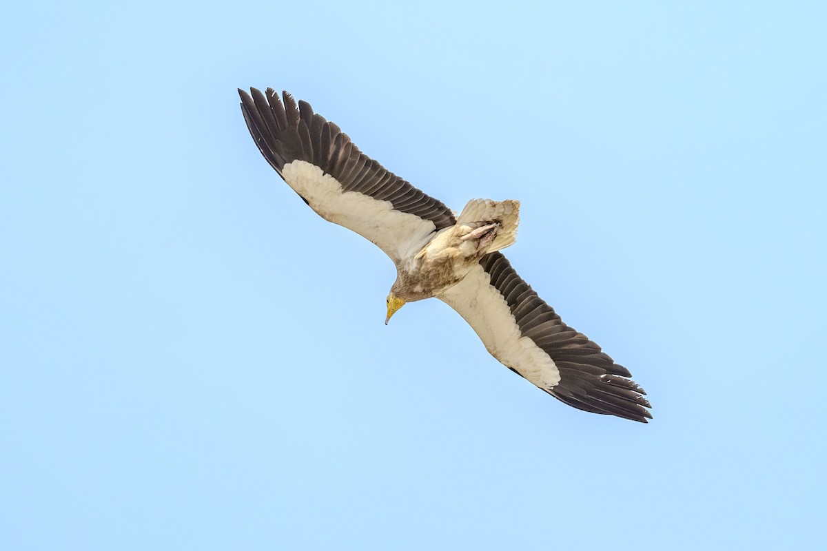 Egyptian Vulture - ML618814366
