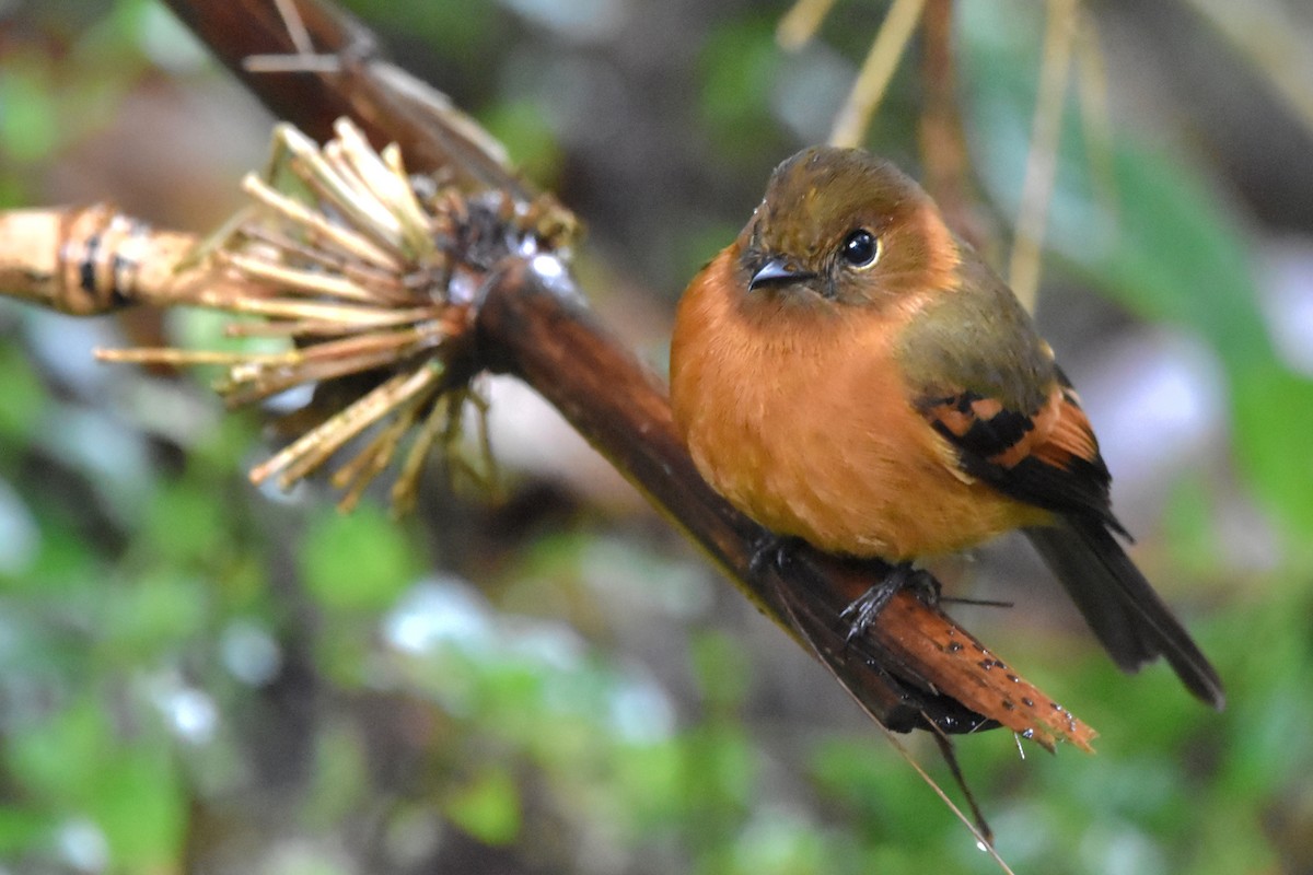 Cinnamon Flycatcher (Andean) - Tim Wing