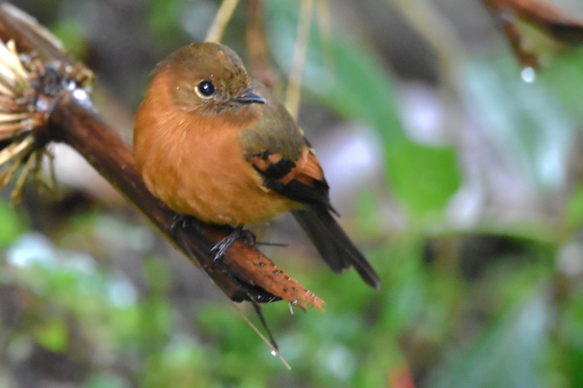Cinnamon Flycatcher (Andean) - ML618814389