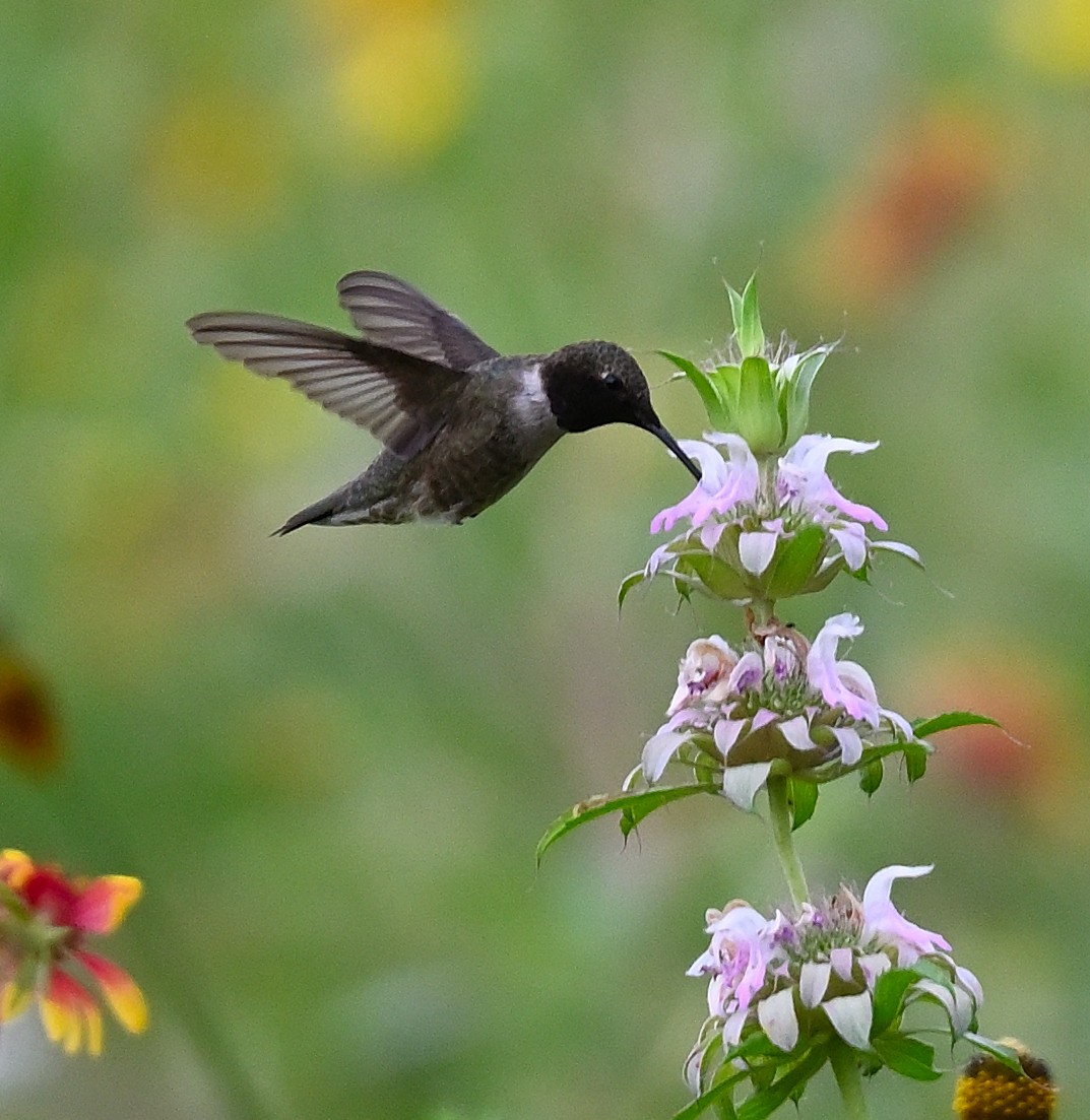 Black-chinned Hummingbird - Bear Bryant