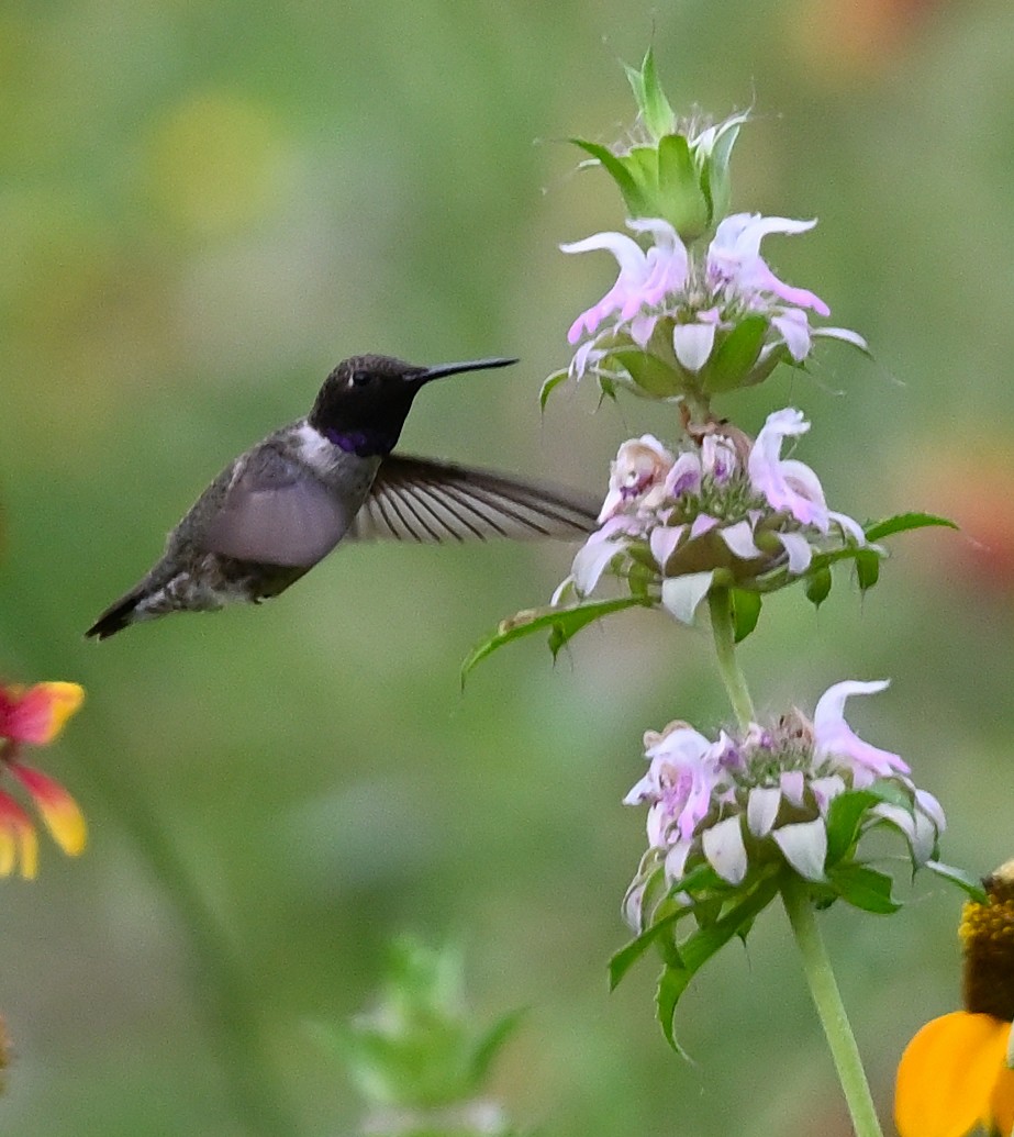 Black-chinned Hummingbird - ML618814409