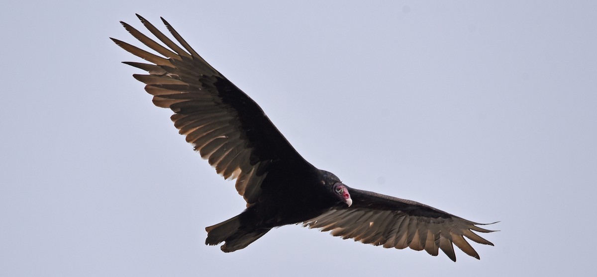 Turkey Vulture - ML618814423