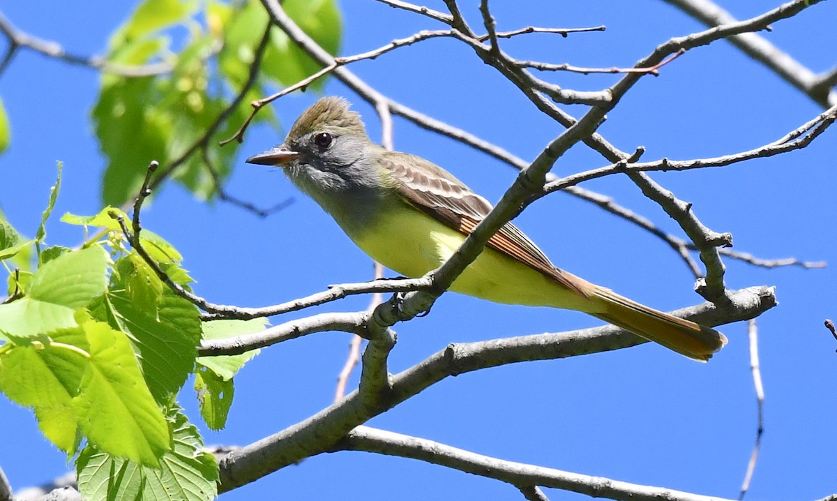 Great Crested Flycatcher - ML618814425