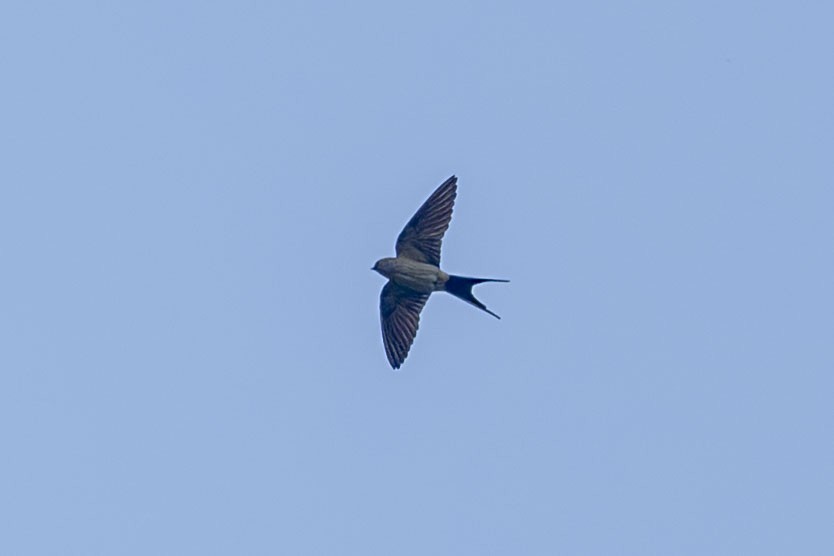 Red-rumped Swallow - ML618814426