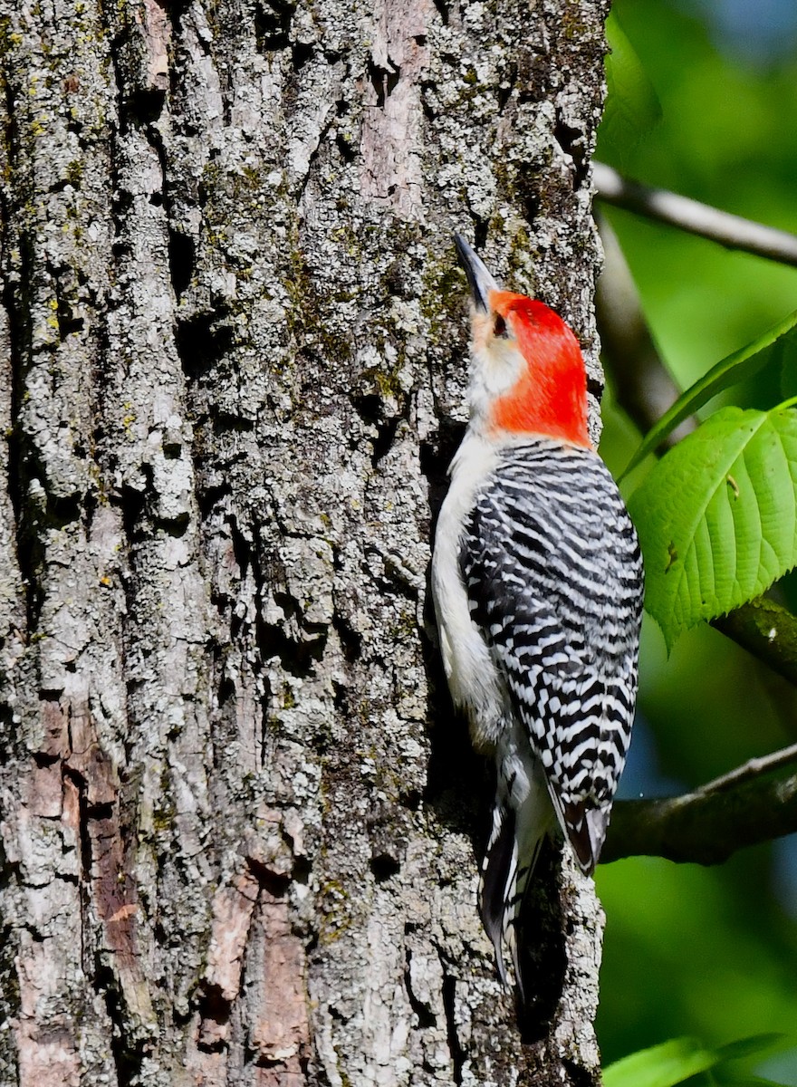 Red-bellied Woodpecker - Kristen Cart