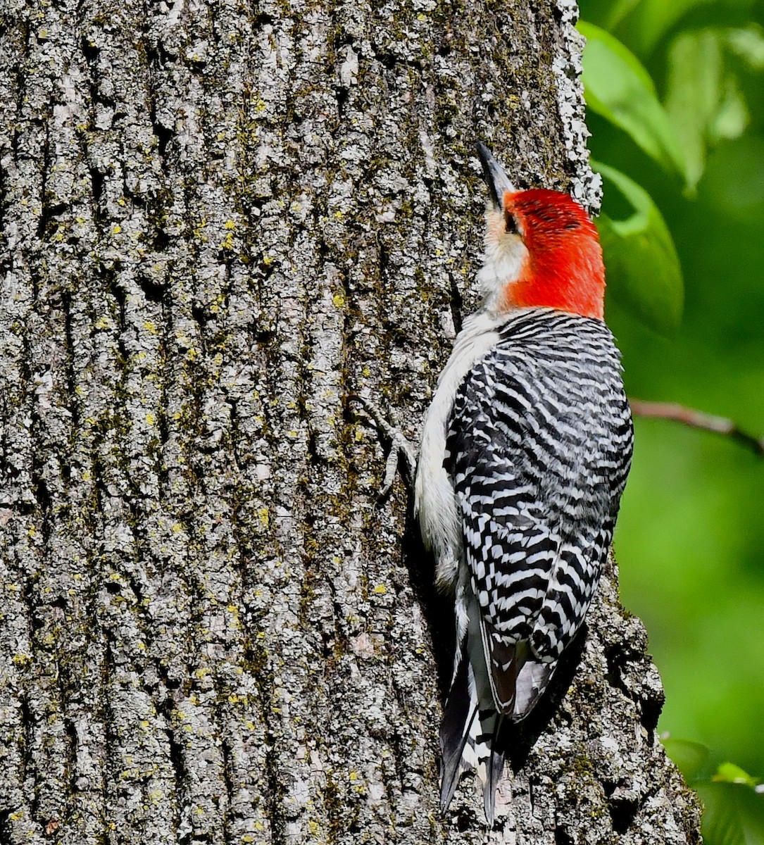 Red-bellied Woodpecker - ML618814435