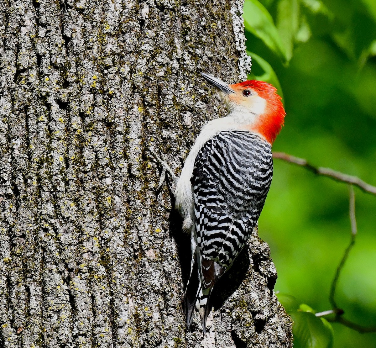 Red-bellied Woodpecker - ML618814436