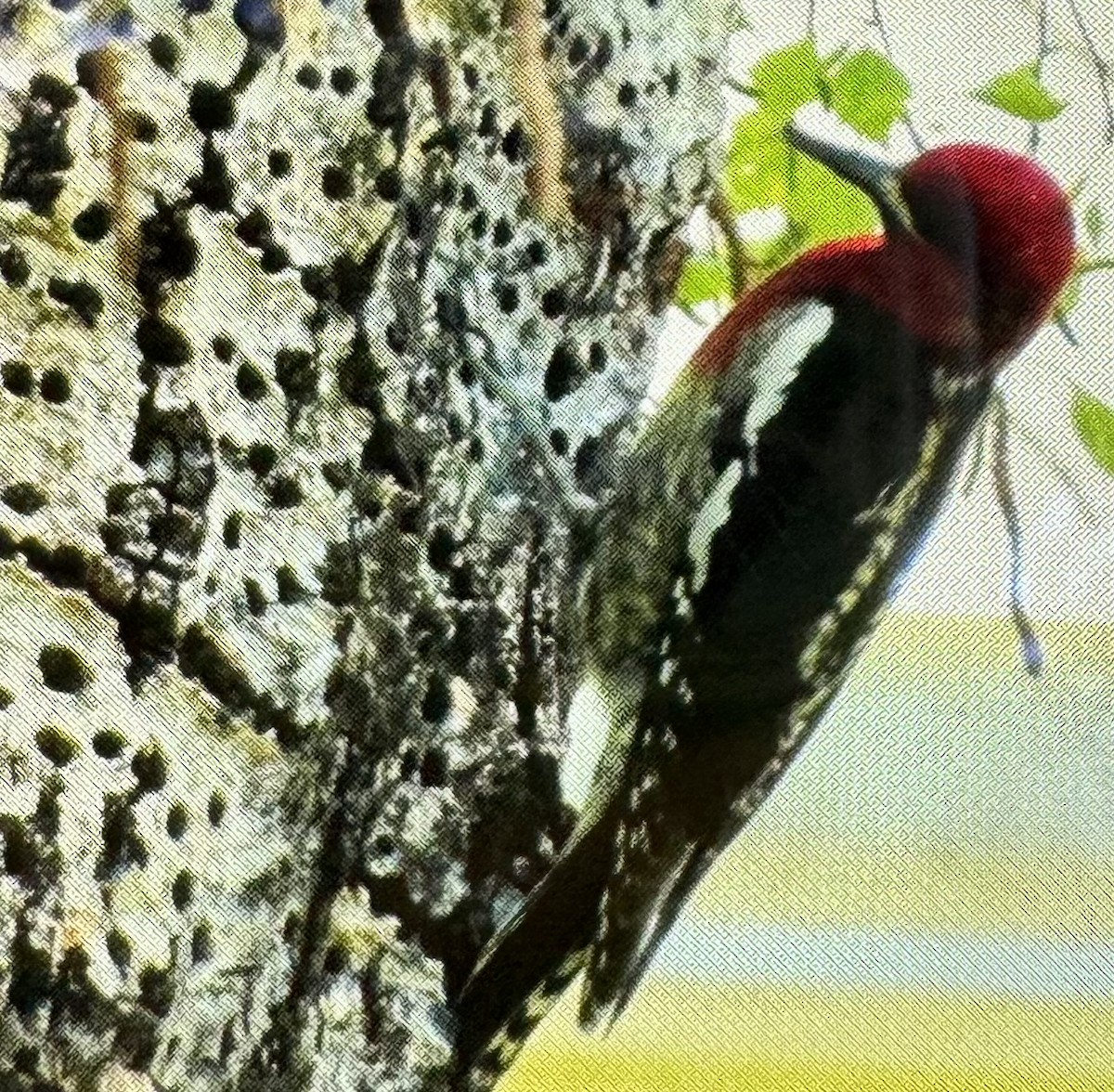 Red-breasted Sapsucker - ML618814437