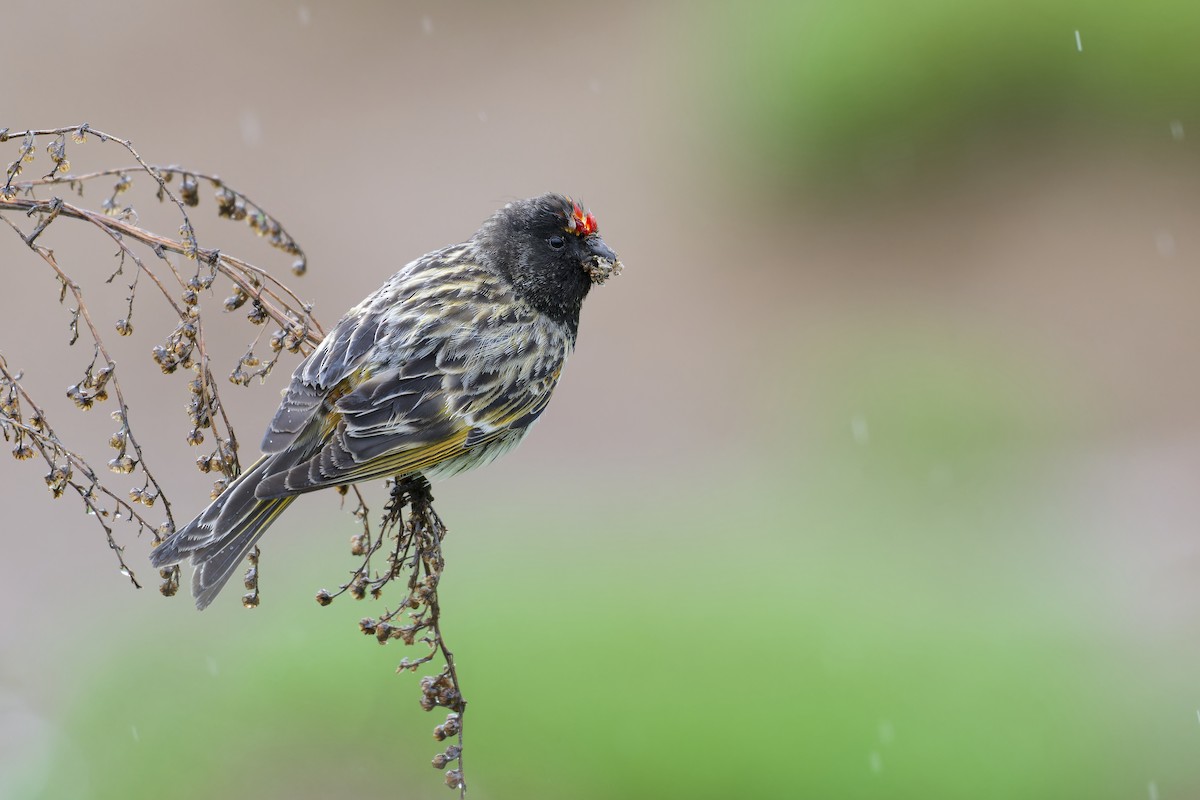 Fire-fronted Serin - ML618814448