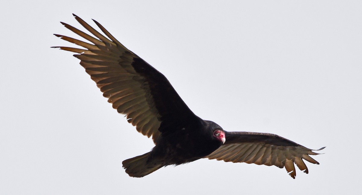 Turkey Vulture - Ted Sears