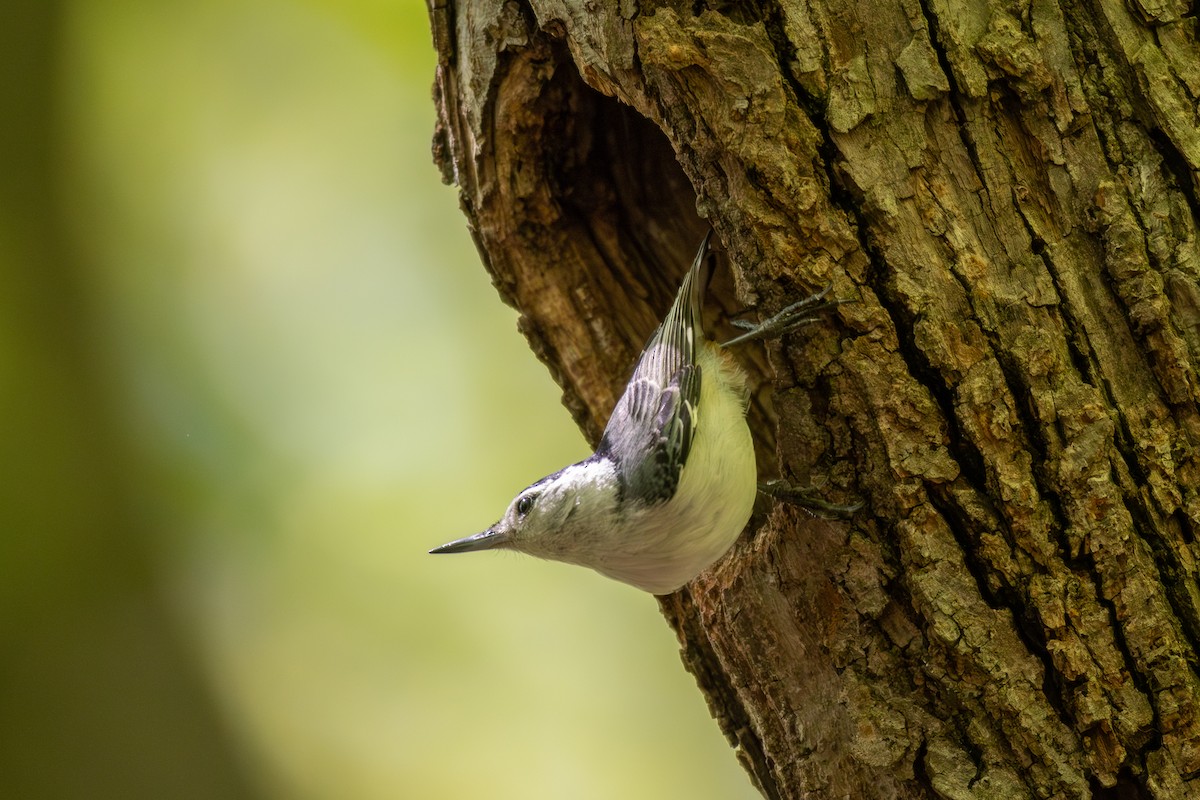 White-breasted Nuthatch - Billy Tran