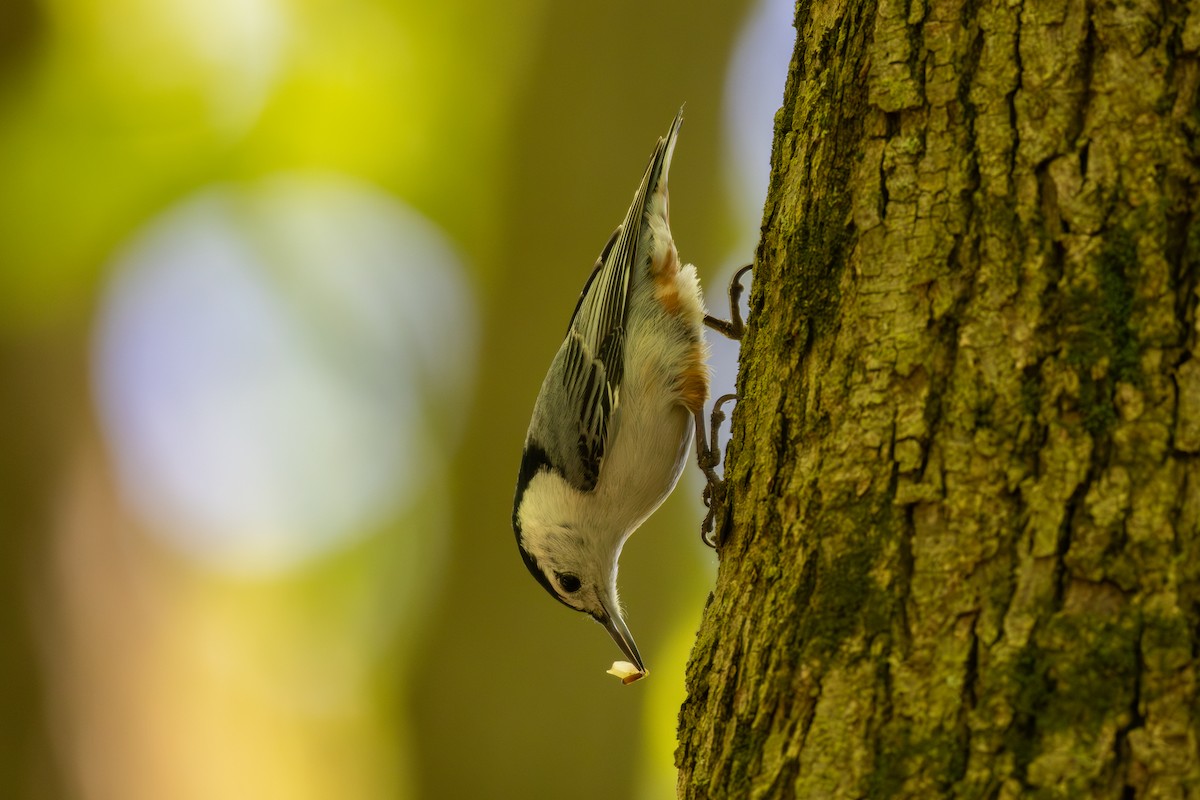 White-breasted Nuthatch - Billy Tran