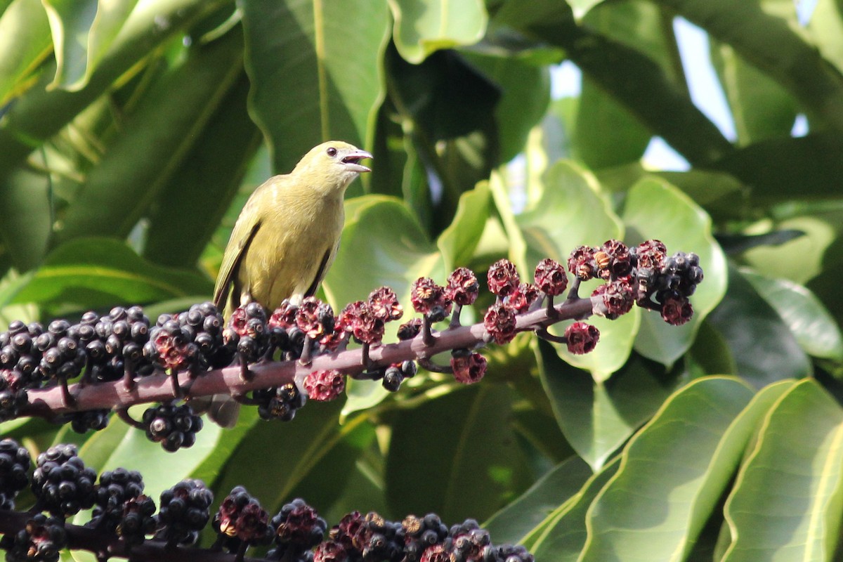 Palm Tanager - ML618814484