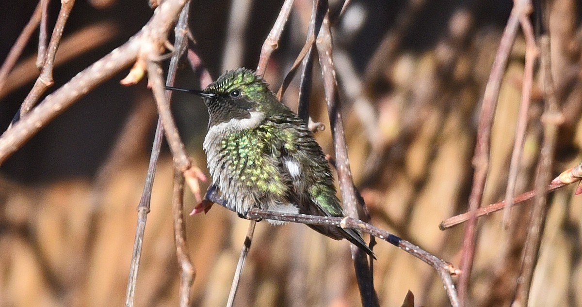 Ruby-throated Hummingbird - Ted Sears