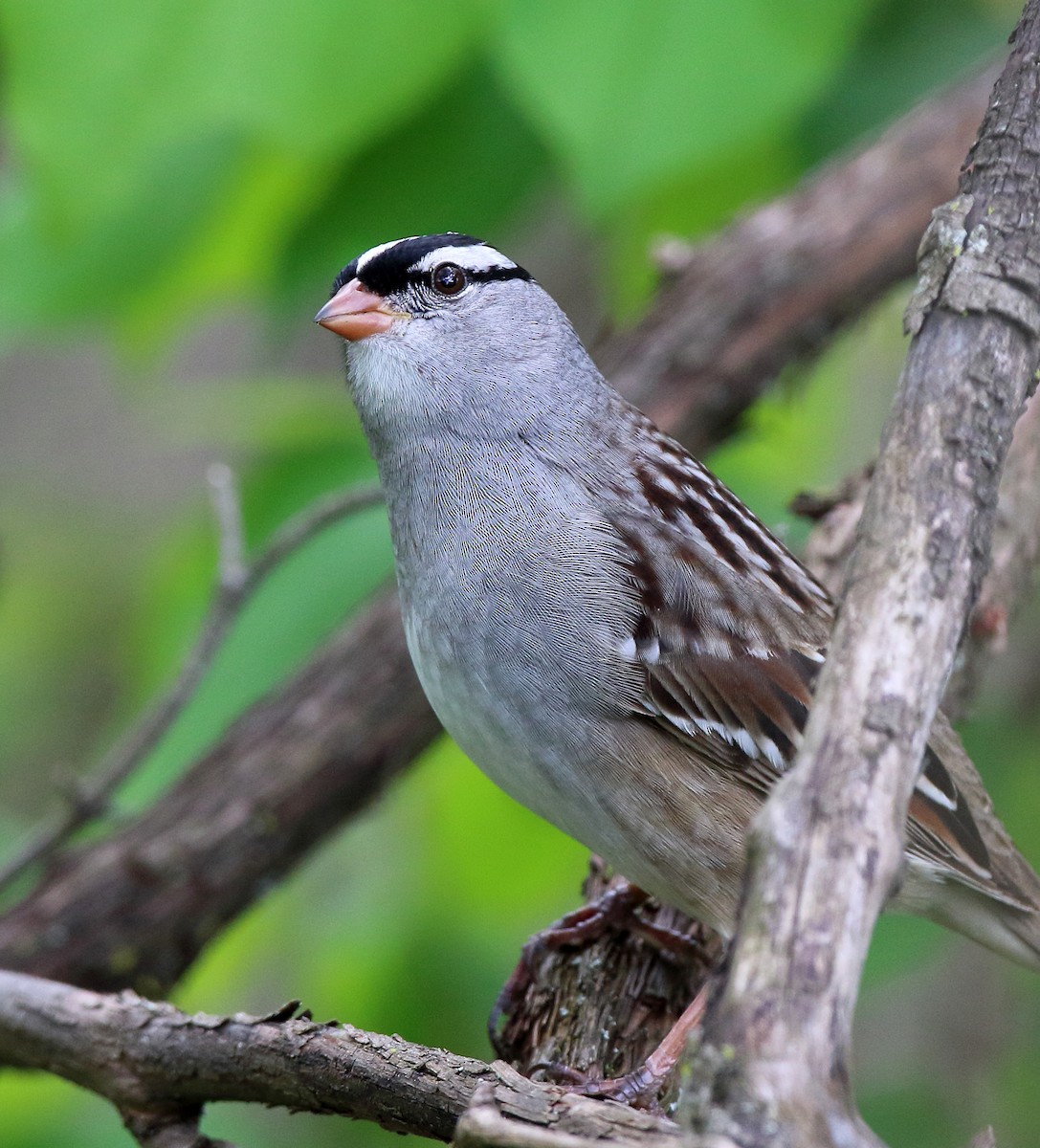 White-crowned Sparrow - ML618814546