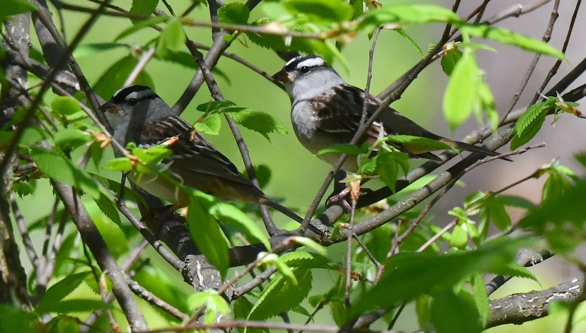 White-crowned Sparrow - Kristen Cart