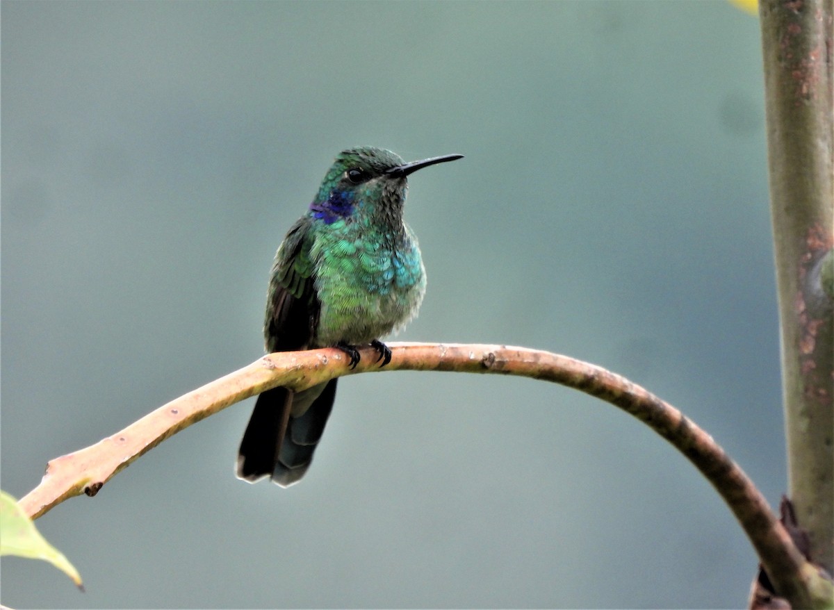 kolibřík modrouchý - ML618814591